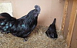 Giống gà kỳ lạ đen từ lông tới nội tạng