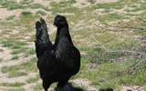 Giống gà kỳ lạ đen từ lông tới nội tạng