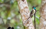 Vẻ ngoài lộng lẫy của loài chim trong Sách đỏ IUCN