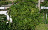 Cây Di sản Việt Nam: Rộng 3.000m², có hàng nghìn rễ