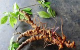 Loại hạt quý hiếm và đắt đỏ nhất Việt Nam, giá 240 triệu đồng/kg