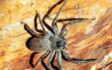 Khả năng săn mồi kinh ngạc của những loài nhện 