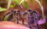 Khả năng săn mồi kinh ngạc của những loài nhện 