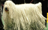 Những động vật sở hữu bộ lông kỳ lạ nhất thế giới