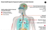 Hậu quả của sự tiếp xúc và tích tụ các hạt vi nhựa trên cơ thể con người