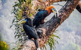 “Niệc cổ hung” - loài chim nguy cấp bậc nhất Việt Nam