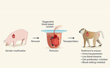 Nhật Bản: Tạo ra lợn có nội tạng phù hợp cấy ghép cho người