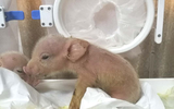 Nhật Bản: Tạo ra lợn có nội tạng phù hợp cấy ghép cho người