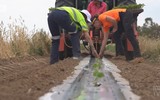 Australia: Bạt nhựa sinh học đầu tiên có thể tự phân hủy 