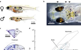  Kỳ lạ loài cá chỉ dài 1cm tạo ra âm thanh tương đương máy bay