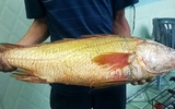 Loài cá đắt đỏ nhất thế giới, nội tạng có giá hơn 1 tỷ đồng/kg