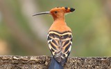 Mê mẩn với vẻ đẹp của chim đầu rìu Việt Nam