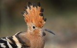 Mê mẩn với vẻ đẹp của chim đầu rìu Việt Nam