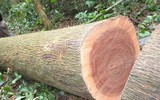 Loại gỗ Việt Nam giá cả tỷ đồng được quý như báu vật rừng xanh