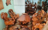 Loại gỗ Việt Nam giá cả tỷ đồng được quý như báu vật rừng xanh