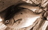 Loại cá ở Việt Nam, tên vô cùng đáng sợ nhưng quý hiếm, đắt đỏ