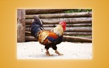 Loài gà quý của Việt Nam, tưởng như chỉ có trong truyền thuyết