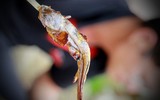 Loại cá quý hiếm, độc nhất vô nhị ở Việt Nam được ví như sâm