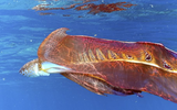 Loài bạch tuộc đẹp nhất thế giới, con cái lớn gấp 100 lần con đực
