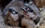 Loài chim tiến hóa bậc nhất, ký sinh tổ loài khác để được chăm sóc
