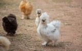 Loài gà quý hiếm ở Việt Nam, lông xù như 