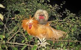 Loài gà có bờm như sư tử, đẹp nhất thế giới, Việt Nam đang nuôi nhiều