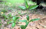 Loài cây mọc hoang ở Việt Nam trị bệnh gout cực tốt