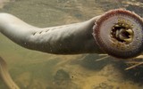 Loài cá tàn bạo được ví như “ma cà rồng” dưới đáy đại dương