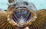 Loài cá kỳ dị có 555 chiếc răng, thay 20 chiếc mỗi ngày