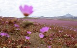 Bí ẩn sa mạc khô cằn trải thảm hoa chỉ sau một cơn mưa