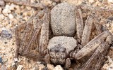 Loài nhện 6 mắt cực độc, khiến con người vỡ mạch máu nếu bị cắn