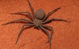 Loài nhện 6 mắt cực độc, khiến con người vỡ mạch máu nếu bị cắn