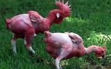 Kỳ quái loài gà không có lông, chỉ có ở Israel