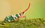 Những loài côn trùng kỳ lạ nhất được phát hiện 