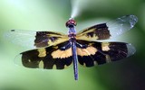 Những loài côn trùng kỳ lạ nhất được phát hiện 