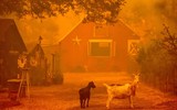 Cháy rừng lan rộng tại Mỹ, hàng chục nghìn người phải sơ tán