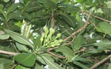 Mãnh liệt, kiêu hùng sức sống Trường Sa