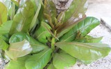 Mãnh liệt, kiêu hùng sức sống Trường Sa