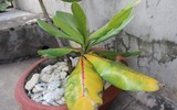 Mãnh liệt, kiêu hùng sức sống Trường Sa