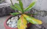 Mãnh liệt, kiêu hùng sức sống Trường Sa