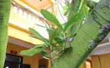 Mãnh liệt, kiêu hùng sức sống Trường Sa
