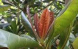 Mãnh liệt, kiêu hùng sức sống Trường Sa