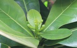 Mãnh liệt, kiêu hùng sức sống Trường Sa