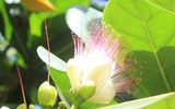 Mãnh liệt, kiêu hùng sức sống Trường Sa