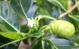 Những người thầy thuốc đặc biệt ở Trường Sa
