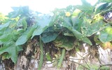Những người thầy thuốc đặc biệt ở Trường Sa