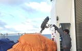 Luyện chim đại bàng giữa Trường Sa