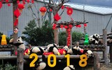 Chùm ảnh người dân các nước đón Tết Nguyên đán 2018