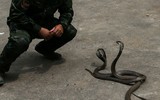Cận cảnh lính Mỹ uống máu rắn hổ mang, ăn tắc kè trong tập trận Hổ mang vàng