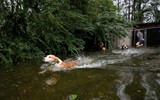 [ẢNH] Người dân Mỹ điêu đứng vì nước ngập tới cổ sau bão dữ